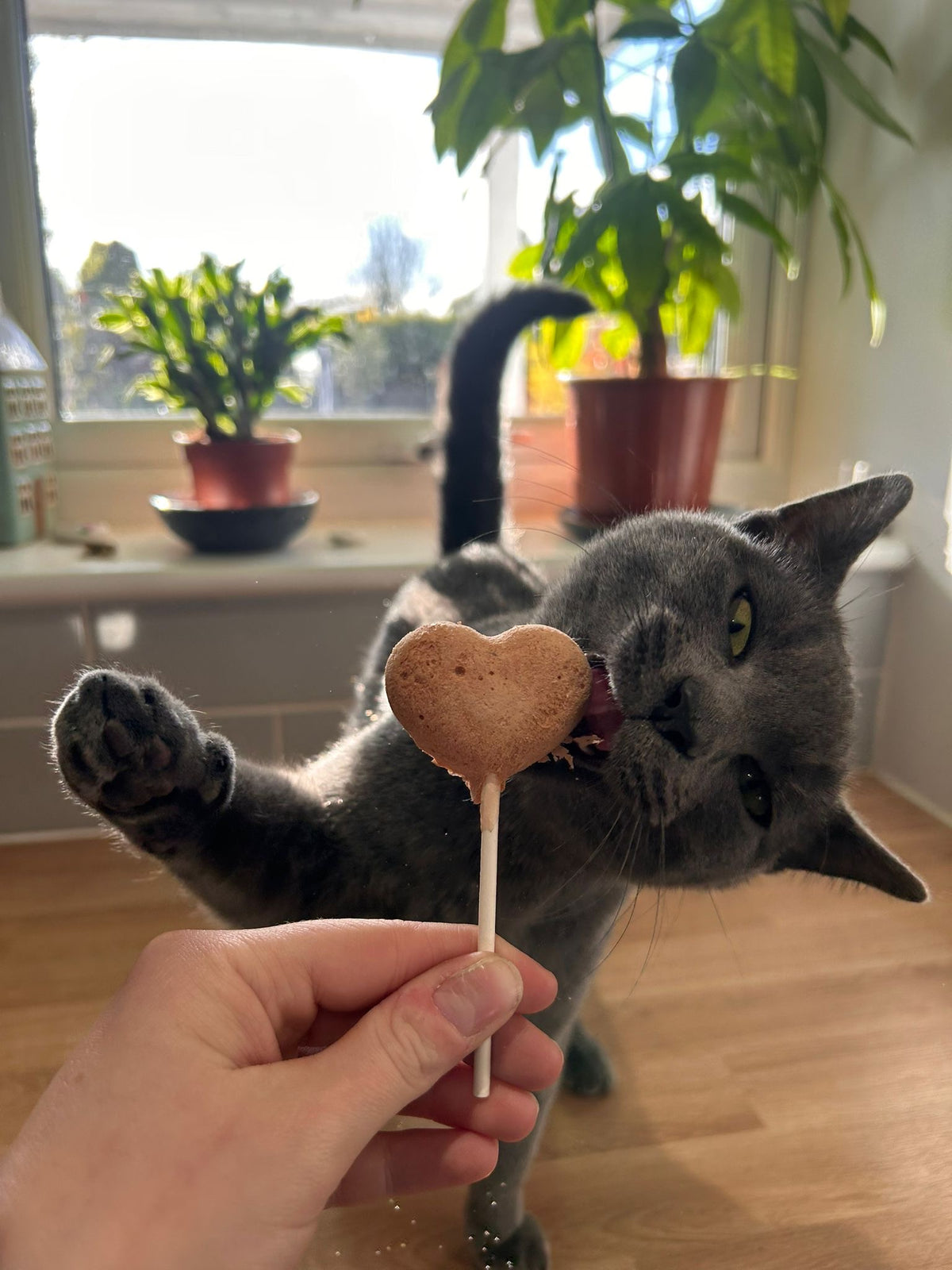 CAT SUPPLIES
