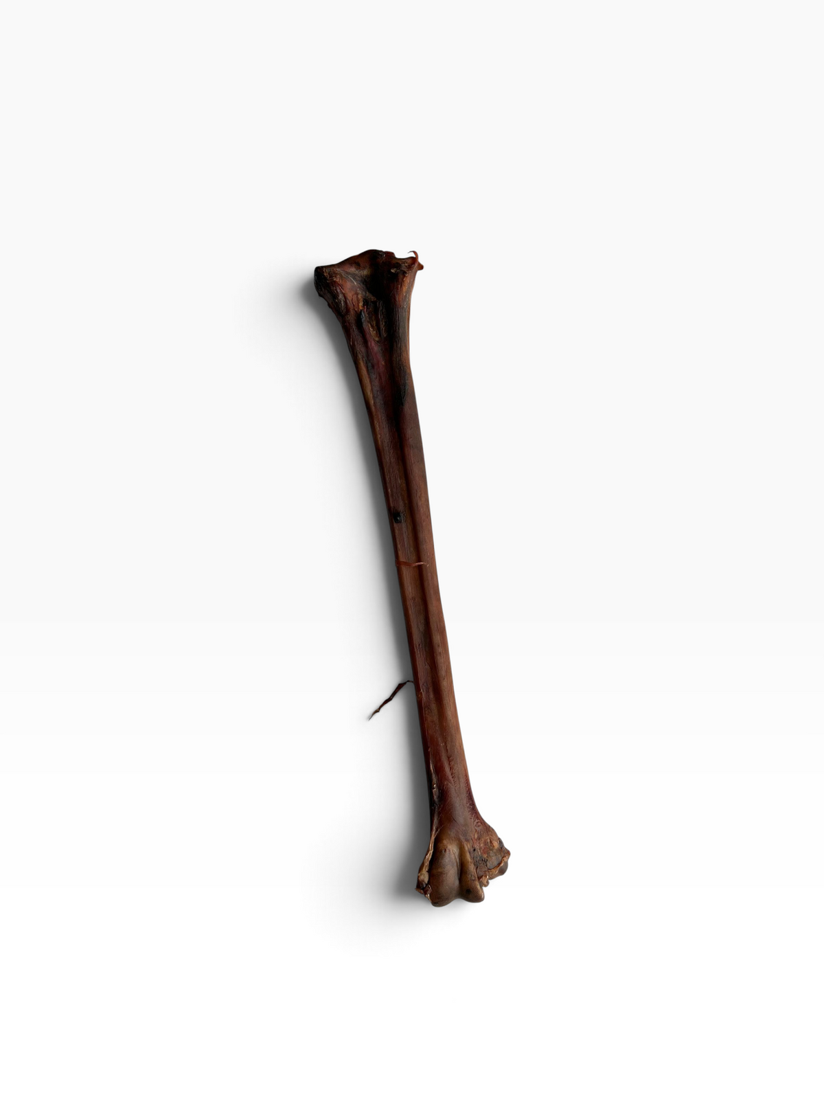 Large Ostrich Bone