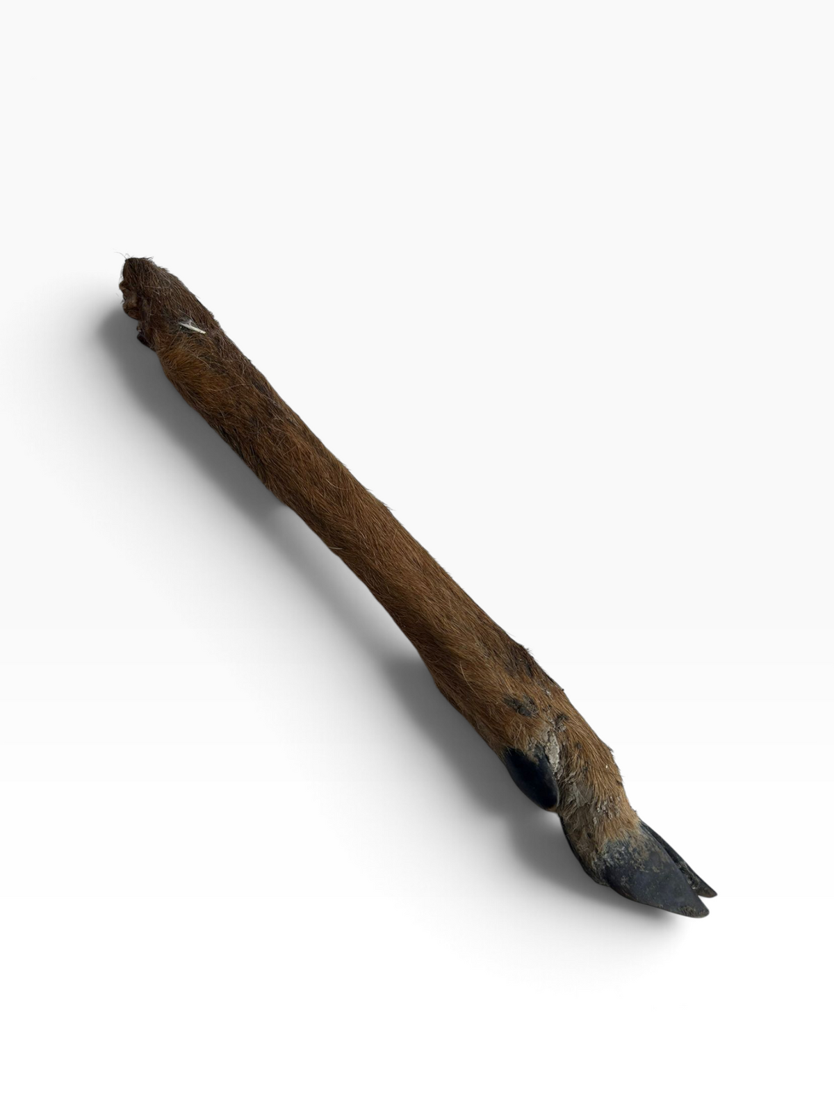 Hairy Roe Deer Leg