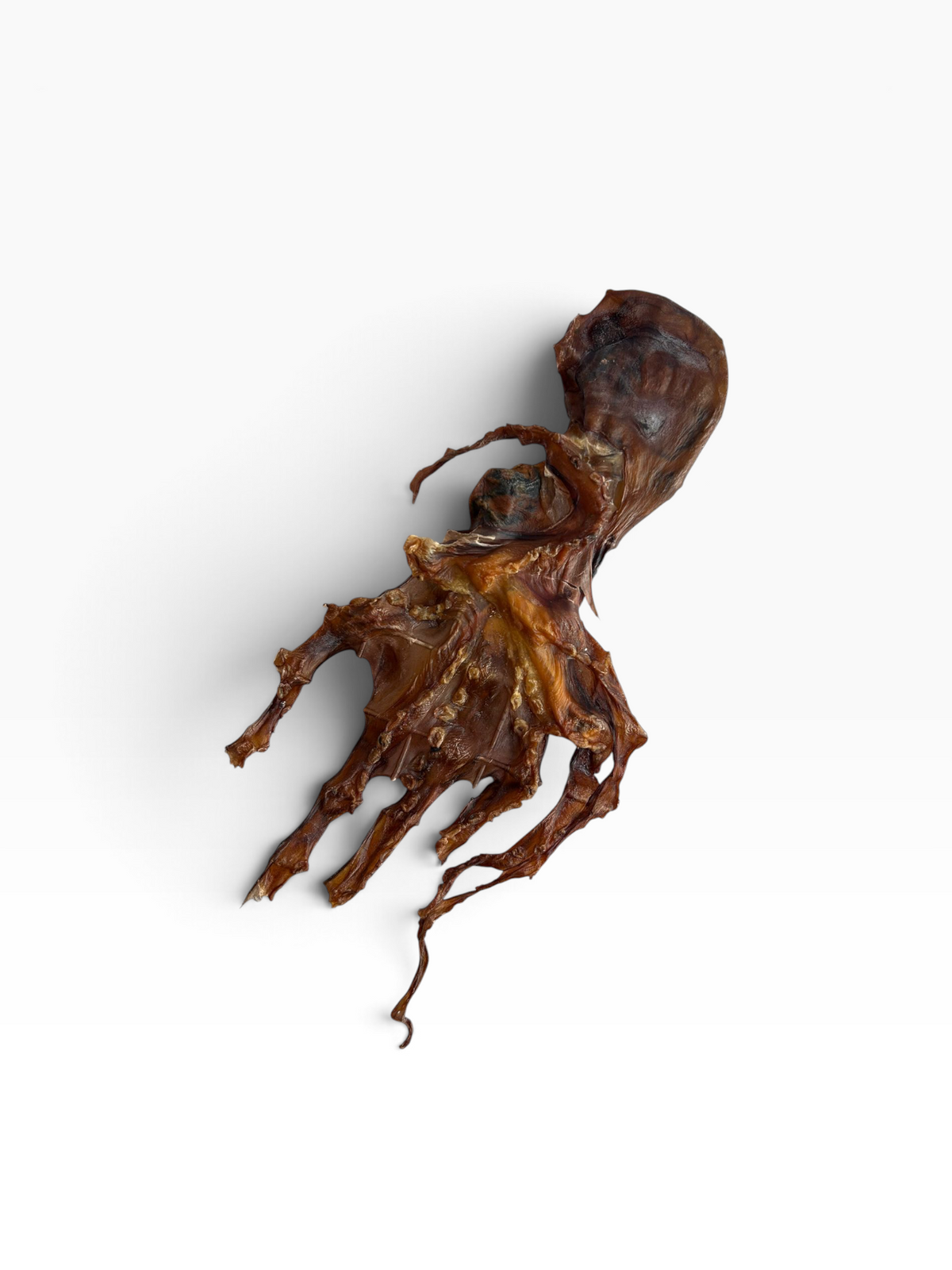 Squid