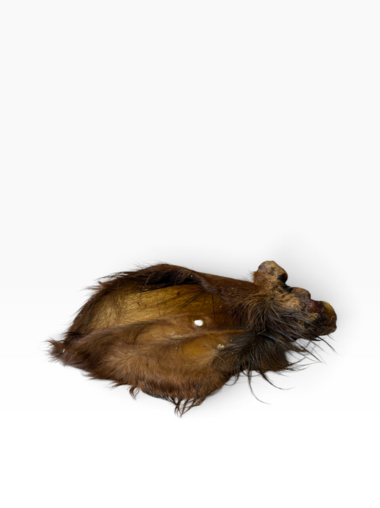 Hairy Cows Ear - 1 Piece