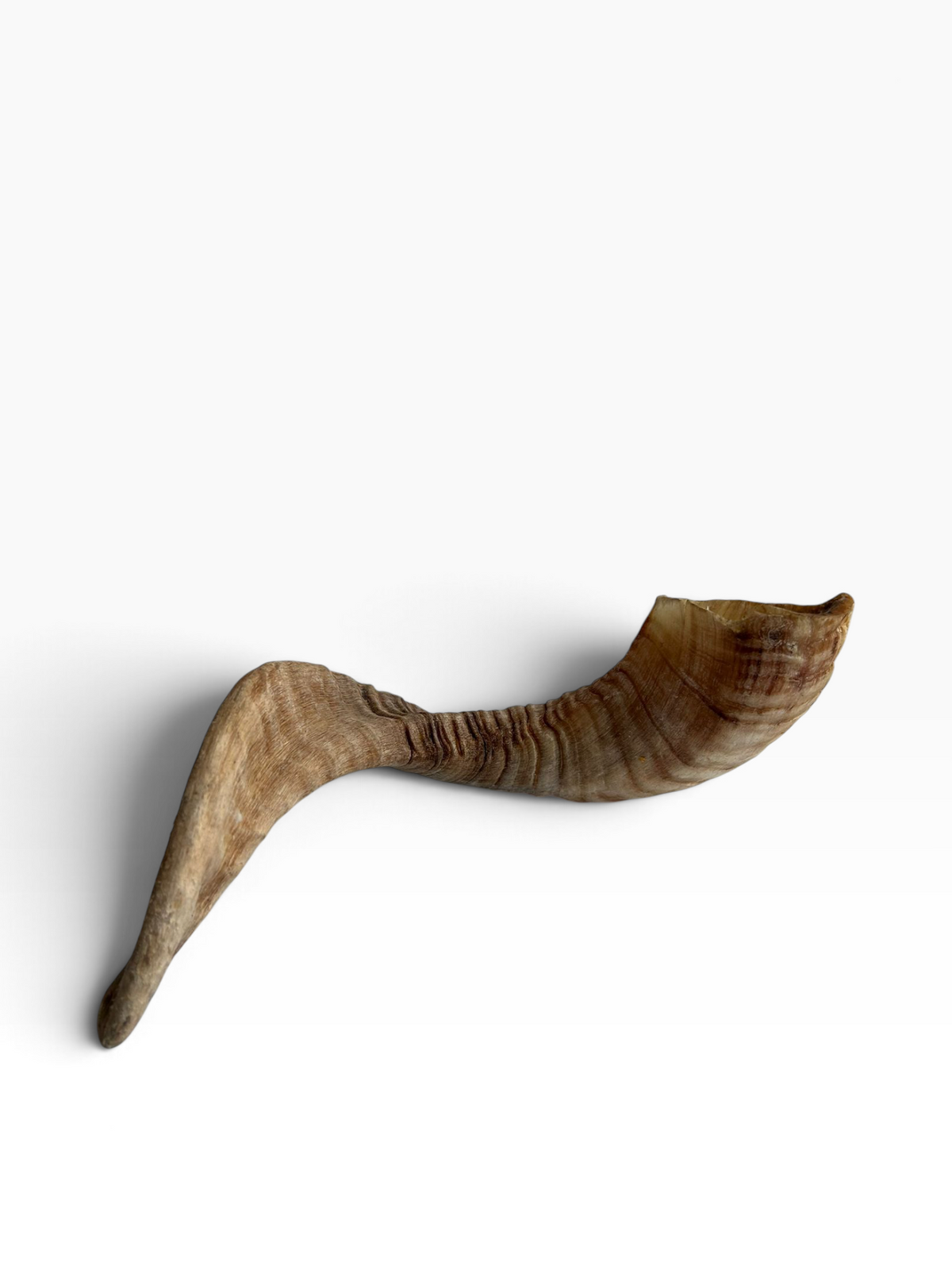 Lamb Horn