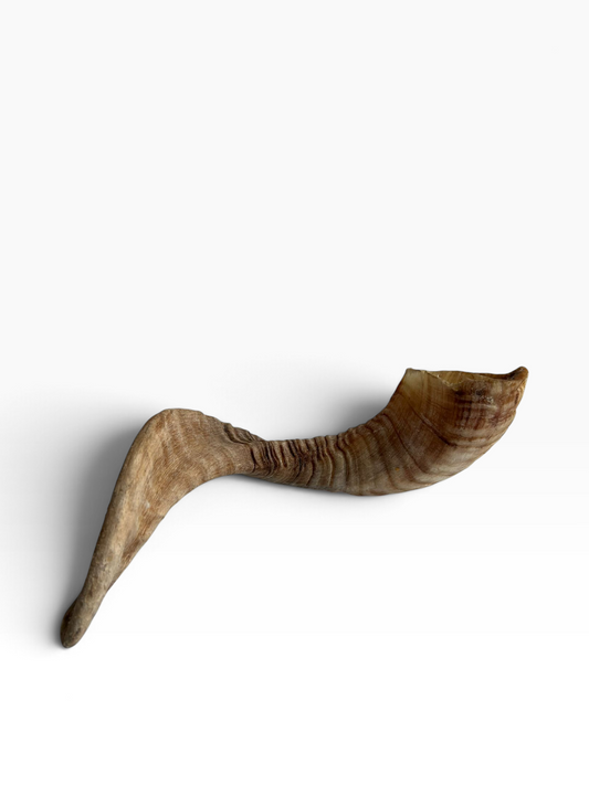 Lamb Horn