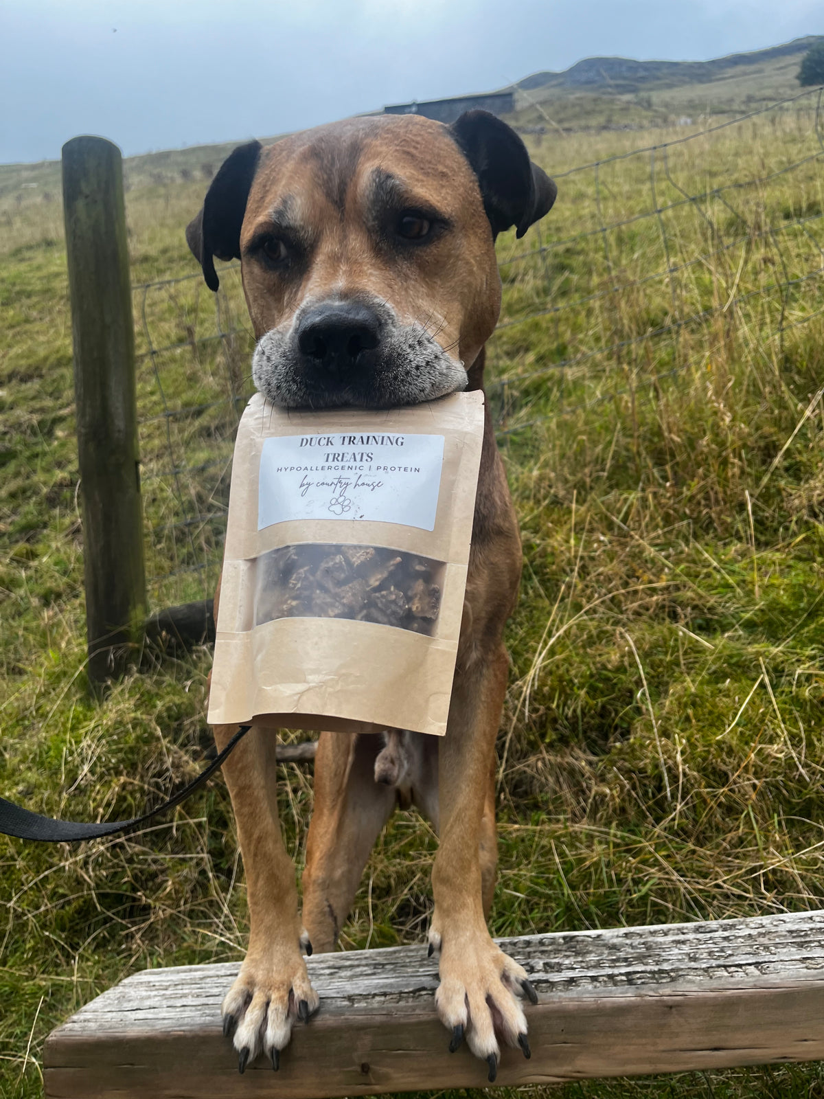 Training Treats