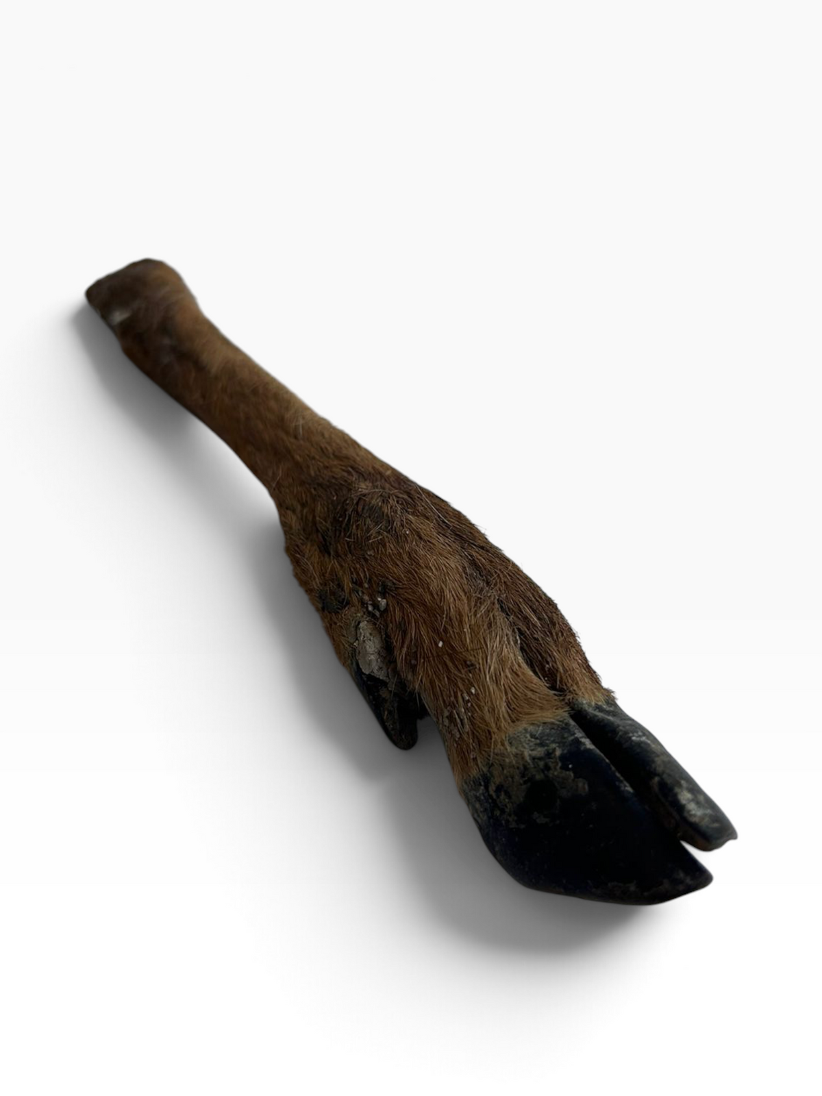 Hairy Deer Leg - 1 Piece
