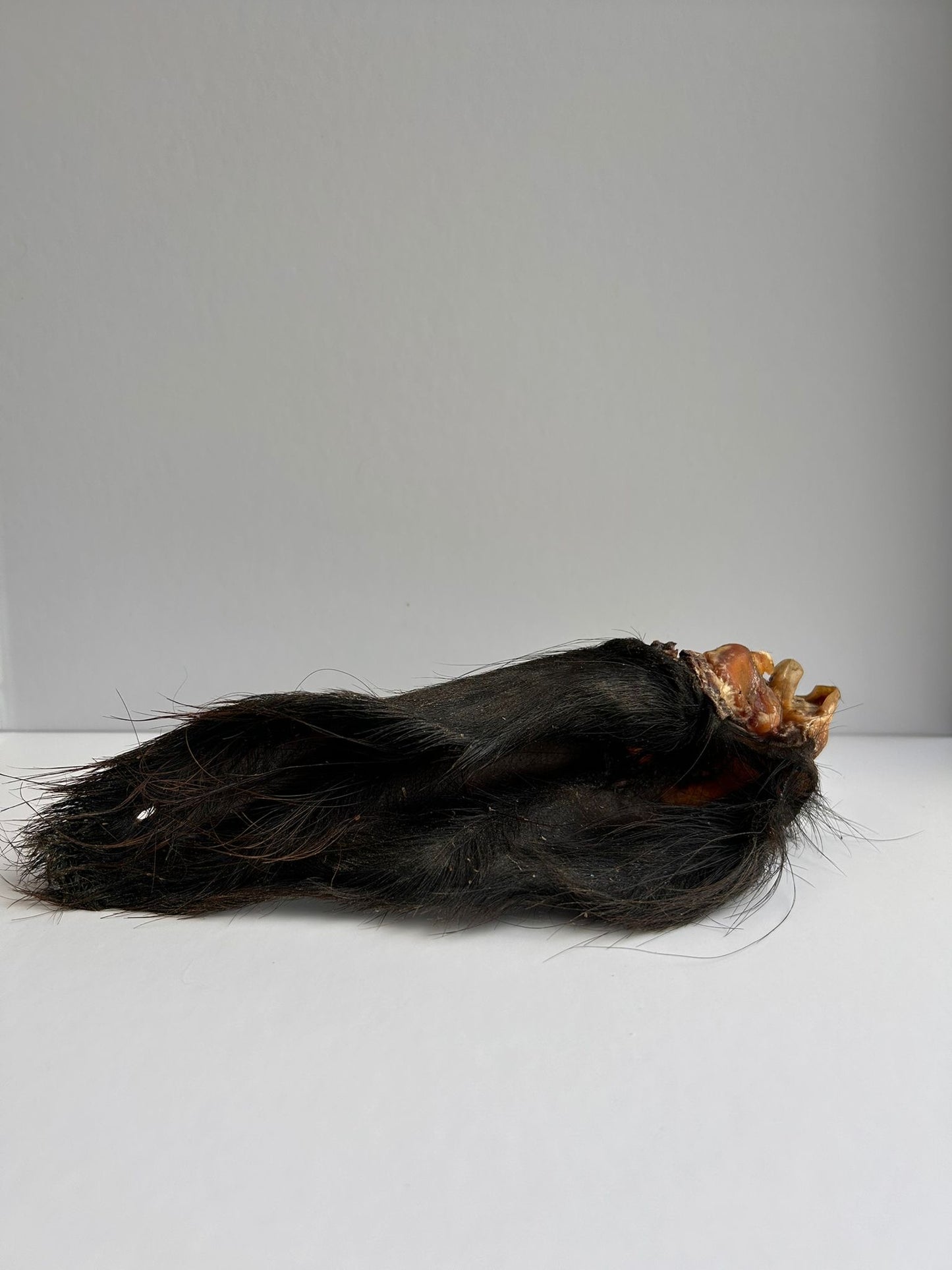Hairy Buffalo Ear - 1 Piece
