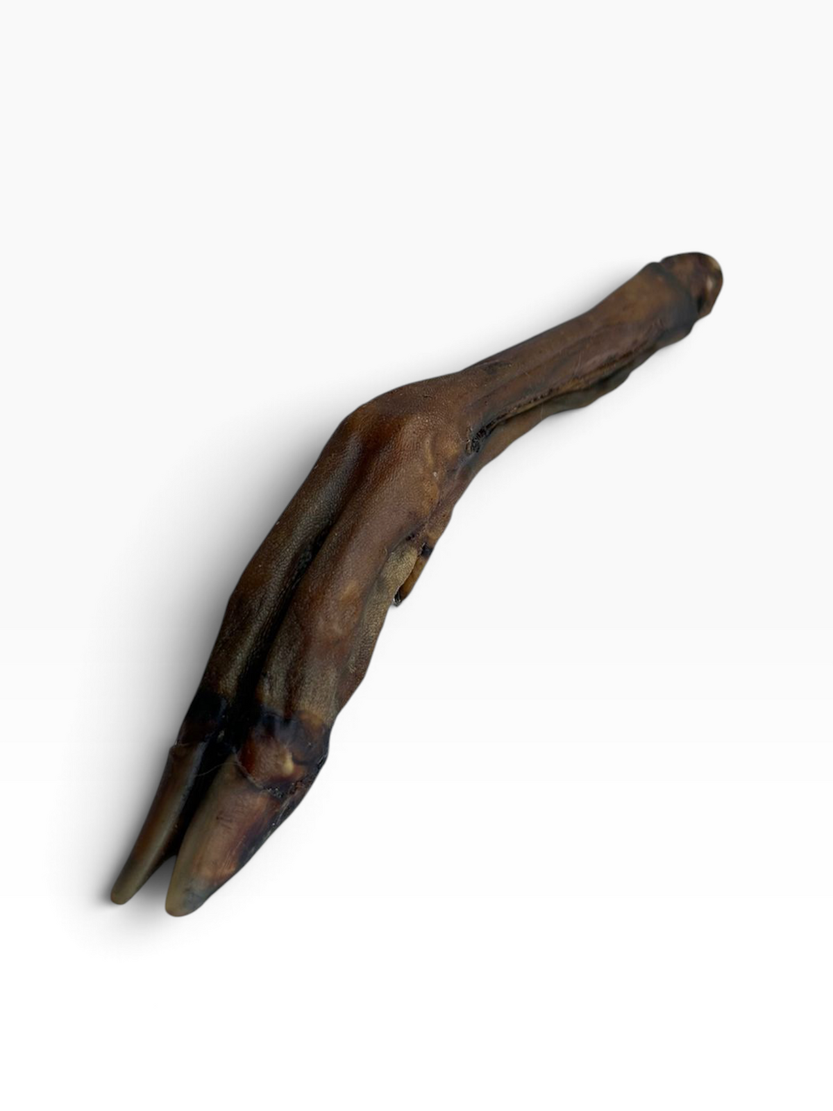 Roe Deer Leg