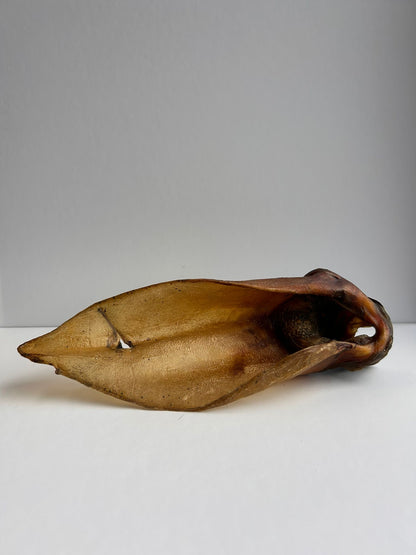 Buffalo Ear – 1 Piece