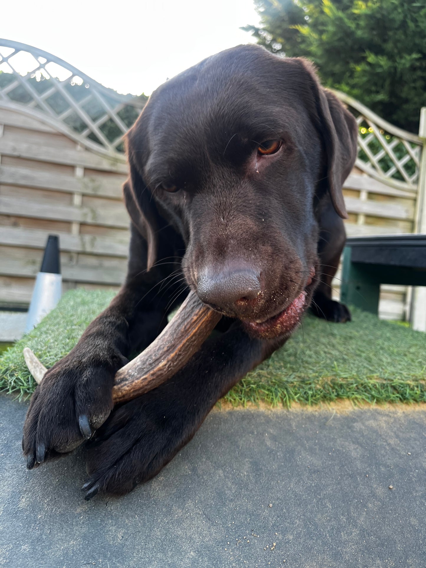 Antler