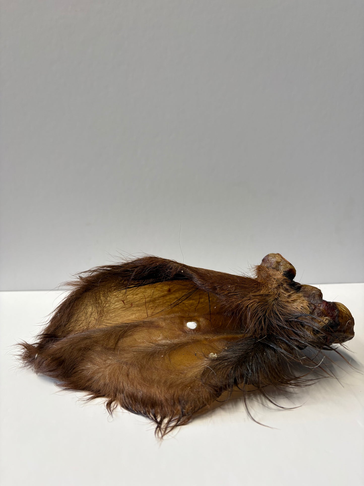 Hairy Cows Ear - 1 Piece