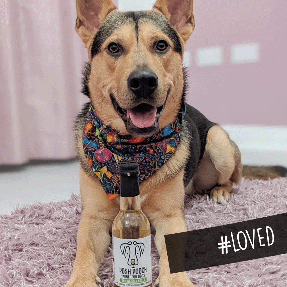 Woof&Brew Posh Pooch Dog 'Wine' Treat -Gift or Cooling Treat